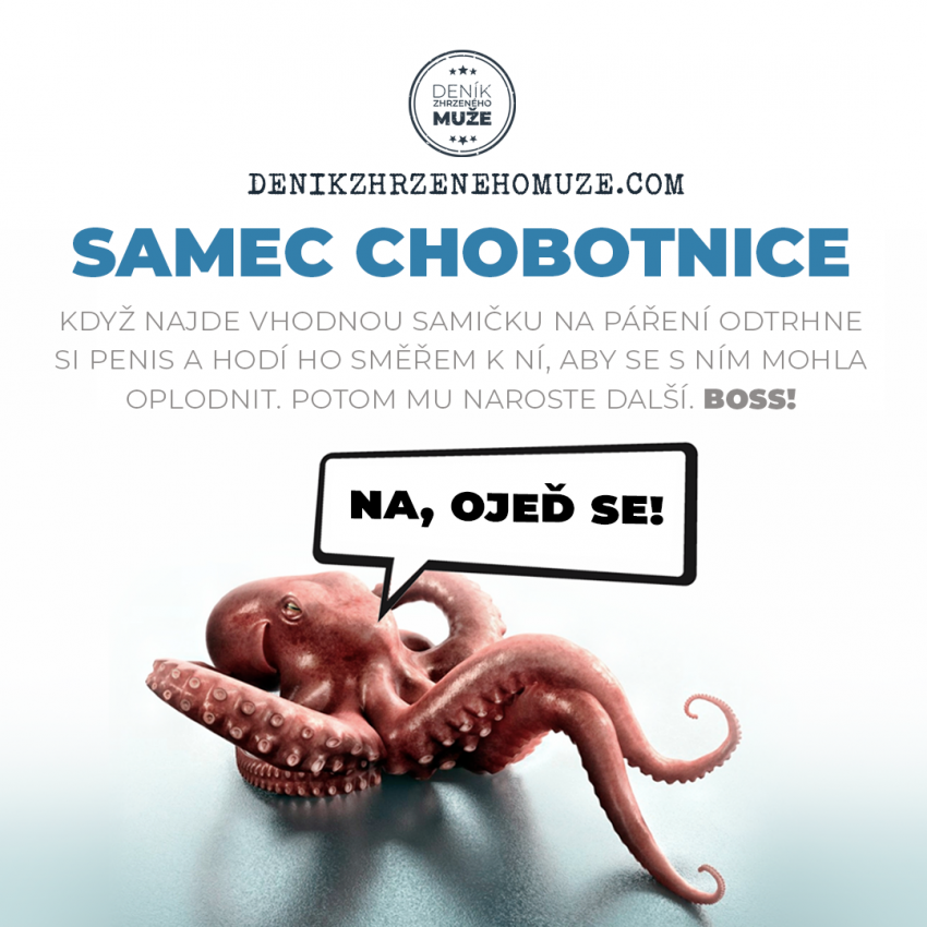 Samec chobotnice je boss!